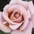Maro - Trandafir pentru straturi Floribunda - Koko Loco